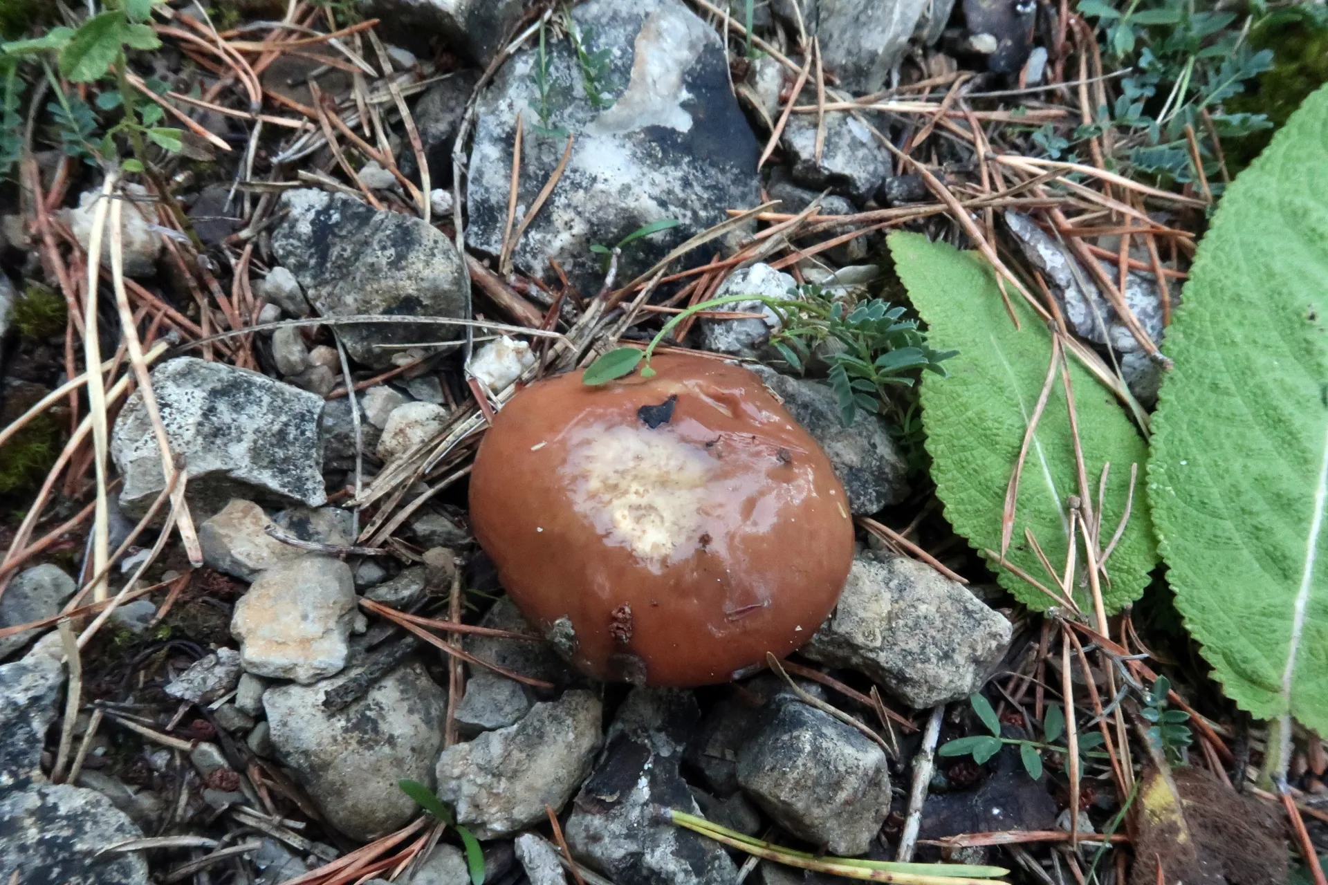 Suillus luteus - 1 - IMG_5554